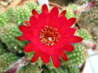 Thumbnail of 1667_Chamaecereus Hybride lila_20110605(1).jpg